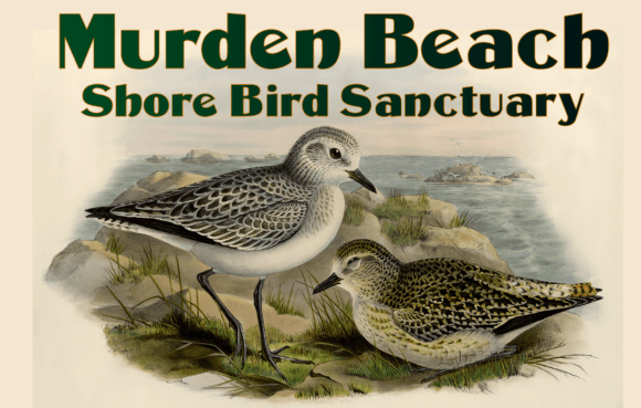 Murden Font: A Vintage Display Typeface for Distinctive Branding